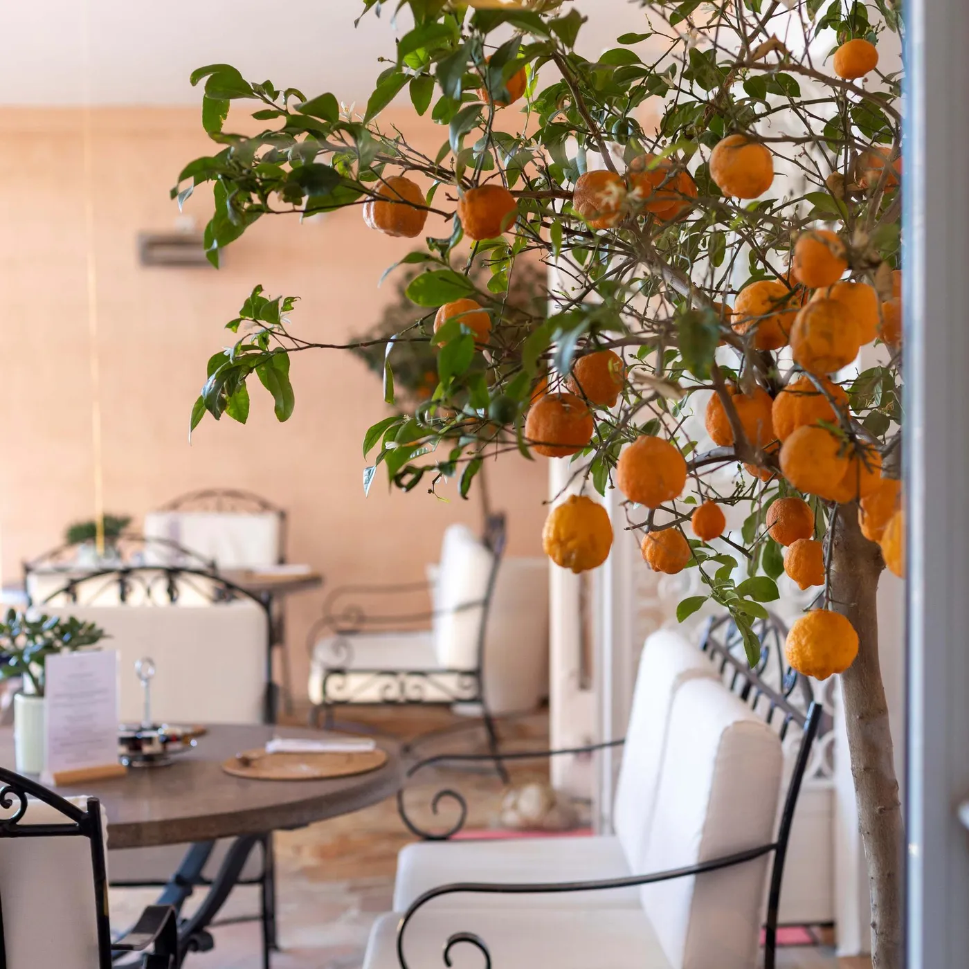 Un citronnier chargé de fruits est visible à travers une fenêtre, avec une table et des chaises en vue à l'intérieur d'une pièce