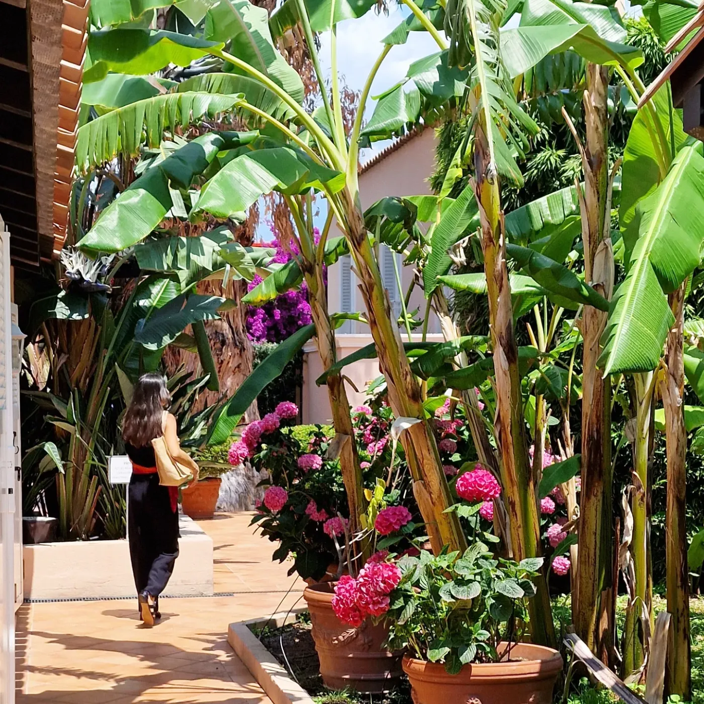 Une personne marche dans une allée bordée de plantes en pot et de grandes feuilles vertes