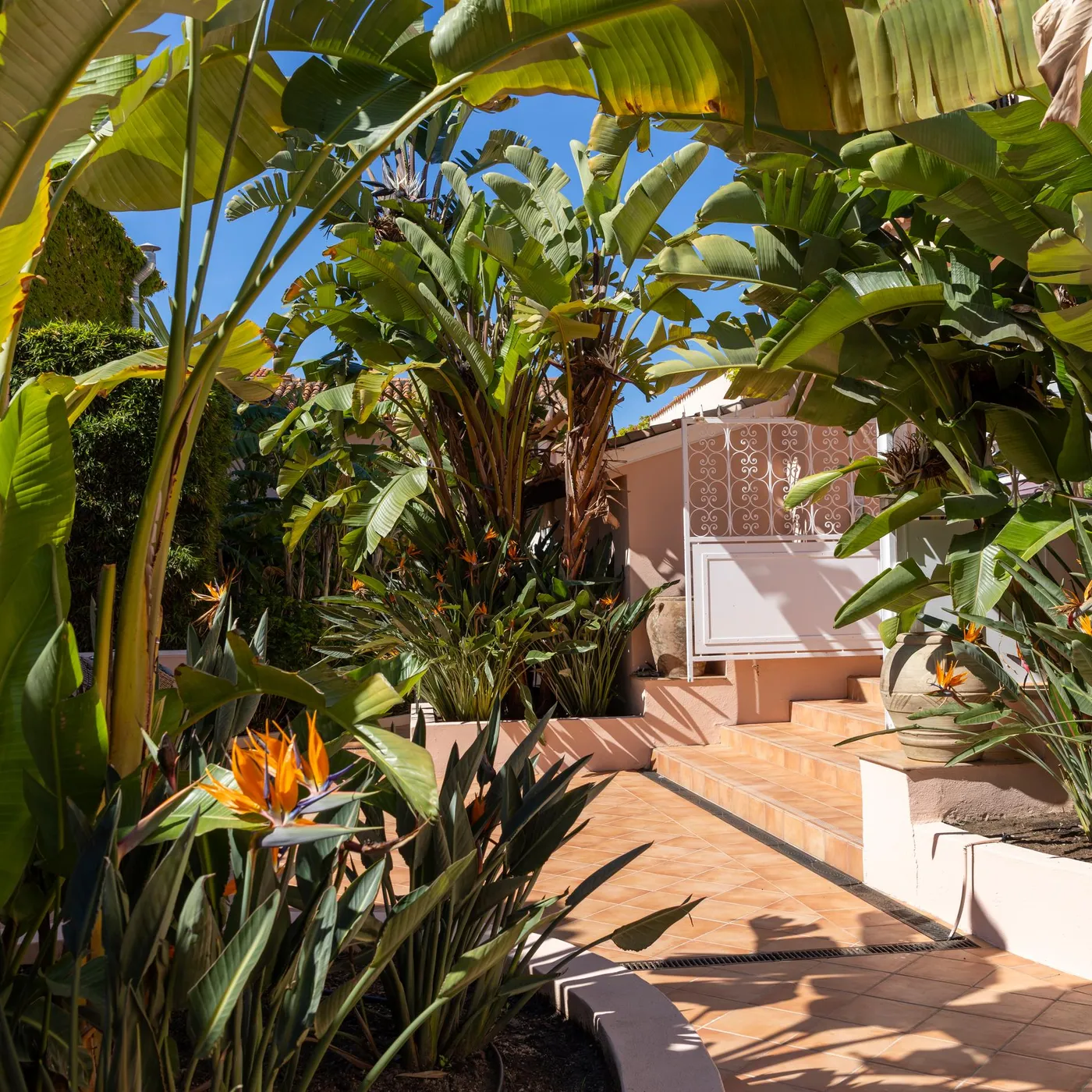 Jardin tropical avec des plantes vertes luxuriantes, des bananiers et des oiseaux de paradis en fleurs, bordé d'un chemin pavé et de murs en pierre