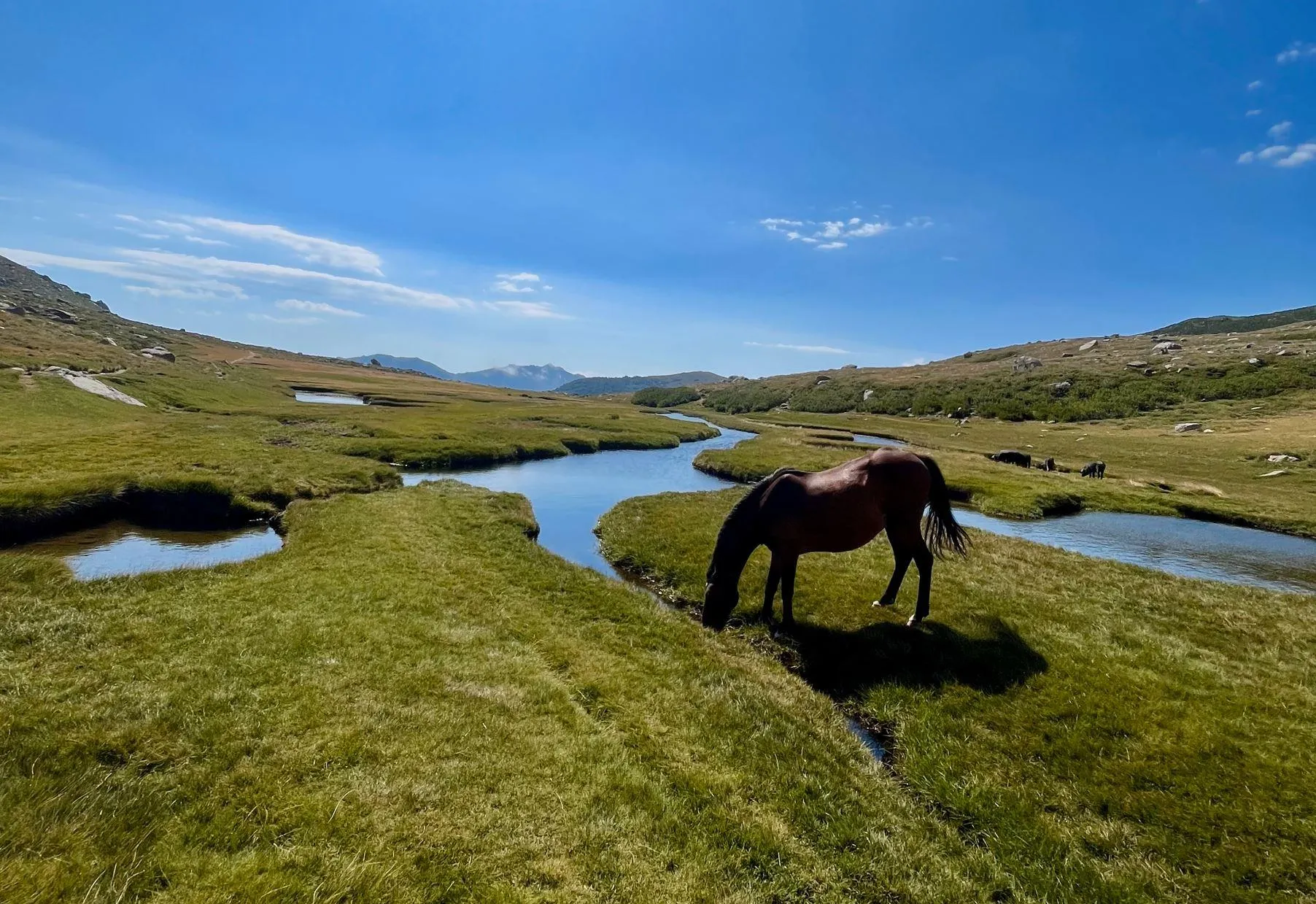 Un cheval brun boit de l'eau dans un ruisseau entouré de collines verdoyantes sous un ciel bleu clair